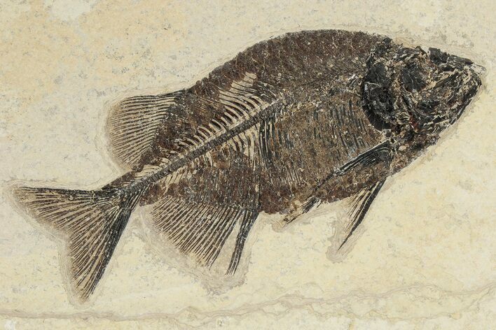 Impressive Fish Fossil (Phareodus) - Scarce Species #222824